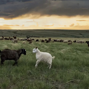 当妈妈的乖小狗
